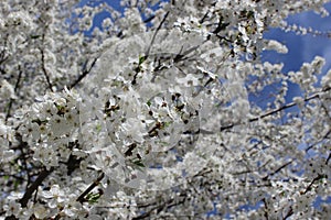 white cherry blossoms on a blue sky background, cherry branches, beautiful natural background, spring