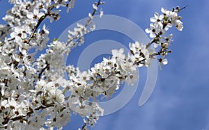 white cherry blossoms on a blue sky background, cherry branches, beautiful natural background, spring