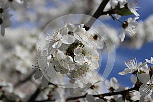 white cherry blossoms on a blue sky background, cherry branches, beautiful natural background, spring