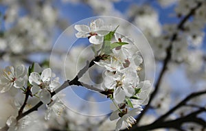 white cherry blossoms on a blue sky background, cherry branches, beautiful natural background, spring