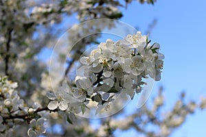 white cherry blossoms on a blue sky background, cherry branches, beautiful natural background, spring