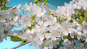 White cherry blossoms on a branch