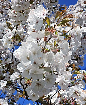 White cherry blossoms branch in spring season on blue sky