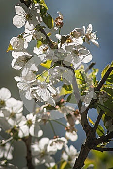 White cherry blossoms on the branch, translucent in backlight.