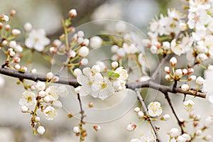 White cherry blossoms and buds on branch