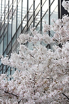 White cherry blossoms in the CBD compete to open.