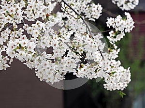 White cherry blossoms in the CBD compete to open.