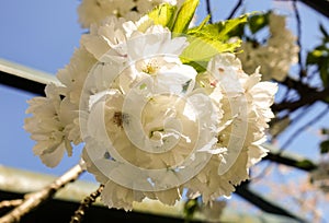 White cherry blossoms