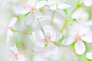 White cherry blossoms close-up