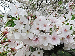 White Cherry Blossoms on a Cloudy Day