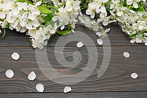 white cherry blossoms on dark wooden background. top view