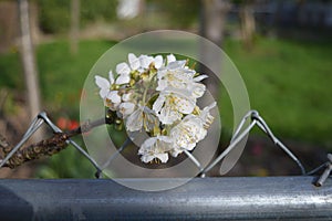 White cherry Blossoms on a fence