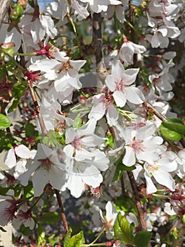 White cherry blossoms flower background