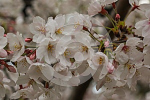 White Cherry Blossoms flowers Japanese Cherry Blossoms  in full bloom,