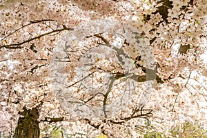 White Cherry blossoms in Frankfurt, Hesse, Germany, Europe