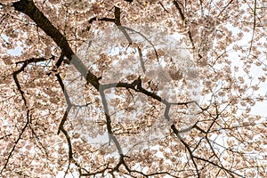 White Cherry blossoms in Frankfurt, Hesse, Germany, Europe