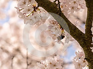 White Cherry blossoms in Frankfurt, Hesse, Germany, Europe