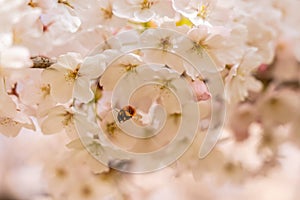 White Cherry blossoms in Frankfurt, Hesse, Germany, Europe