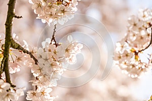 White Cherry blossoms in Frankfurt, Hesse, Germany, Europe