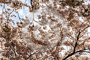 White Cherry blossoms in Frankfurt, Hesse, Germany, Europe