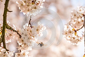 White Cherry blossoms in Frankfurt, Hesse, Germany, Europe