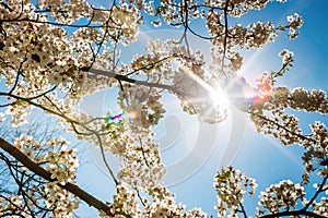 White cherry blossoms in full bloom, with delicate petals illuminated by the sunâ€™s radiant glow