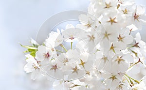 White cherry blossoms in full bloom in spring