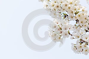 White cherry blossoms in full bloom in spring