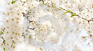 White cherry blossoms in full bloom in spring