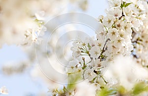 White cherry blossoms in full bloom in spring