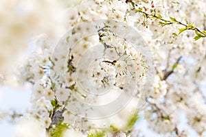 White cherry blossoms in full bloom in spring