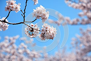 White cherry blossoms in Korea