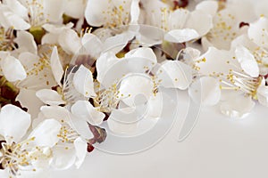 White cherry blossoms on light gray background