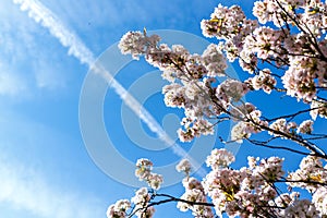 White Cherry Blossoms Sakura in Japan On a Background of a Blue Skyl