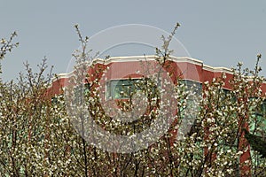 White Cherry Blossoms in School Building