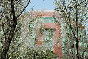 White Cherry Blossoms in School Building