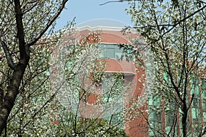 White Cherry Blossoms in School Building