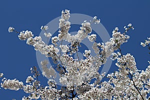 White cherry blossoms (Somei Yoshino) and blue sky at Chidorigafuchi Moat in Tokyo, Japan photo