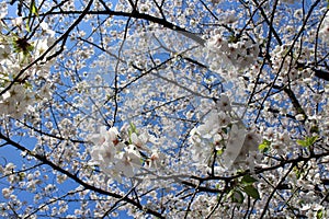 White cherry blossoms (Somei Yoshino) and blue sky at Chidorigafuchi Moat in Tokyo, Japan photo