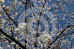 White cherry blossoms (Somei Yoshino) and blue sky at Chidorigafuchi Moat in Tokyo, Japan photo
