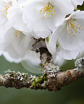 White cherry blossoms in spring on branch covered in lichen and moss