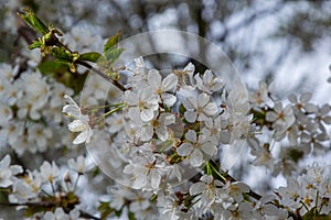 White cherry blossoms in spring sun. Selective focus of Beautiful cherry blossom. Beautiful cherry blossom background