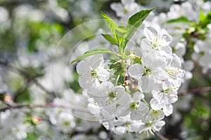 White cherry blossoms on a sunny spring day