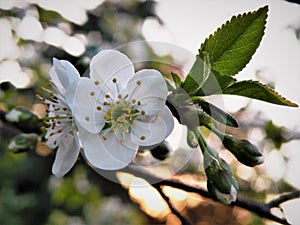 White cherry blossoms at sunset