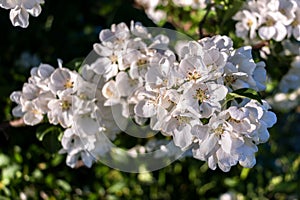 White Cherry Blossoms in The Sunshine
