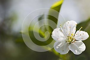 White cherry blossoms, sunshine, Macro