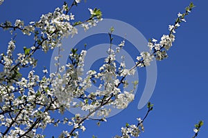 White cherry blossoms on a tree branch against the background of branches and blue sky in spring in Russia macro