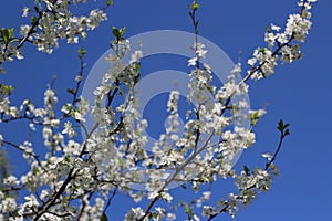 White cherry blossoms on a tree branch against the background of branches and blue sky in spring in Russia macro