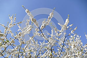 White cherry blossoms on tree branches, blue sky