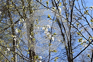 white cherry blossoms on a trees